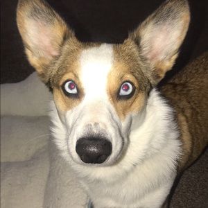 Meet your Posher, Shelby